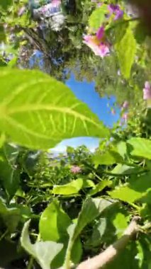 Dikey video. Yeşil yapraklar ve çiçek açan çiçeklerle çerçevelenmiş renkli bir çekim. Güneş yeşillikler arasında parıldıyor. Dinamik bir gezegen etkisi yaratıyor..