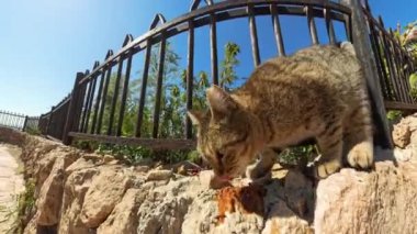 Metal bir çit ve parlak mavi gökyüzü ile kayalık bir yüzey üzerinde yemek yiyen bir kedi yavrusunun yakın çekimi, doğal bir doğa ortamında samimi bir anı yakalıyor..