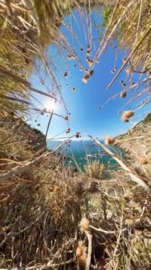 Dikey video. Vahşi otlar ve çiçekler tarafından çerçevelenmiş, parlak bir güneş ve açık mavi gökyüzü ile okyanus manzarası, doğal bir tünel etkisi yaratıyor..