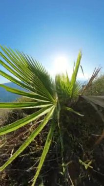 Dikey video. Yakın plan, bir palmiye ağacının yaprakları arasında kayar. Ön planda sallanan palmiye yaprakları geniş okyanusa açılır ve sudan yansıyan güneş ışığı düşük bir açıdan canlı yeşil ve mavi tonlarda yakalanır..