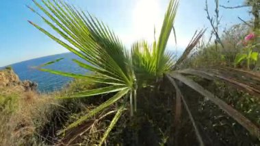 Yakın plan, bir palmiye ağacının yaprakları arasında kayar. Ön planda sallanan palmiye yaprakları geniş okyanusa açılır ve sudan yansıyan güneş ışığı düşük bir açıdan canlı yeşil ve mavi tonlarda yakalanır..