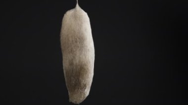 Siyah arka planda asılı küflü, koza benzeri bir oluşumun tam görüntüsü. Mantar yapısı net ve izole bir çekimde görülebilir..