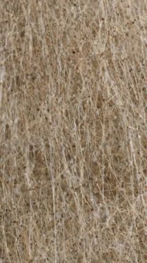 Dikey video. Kaydırıcı. Yakınlaştırılmış bir fotoğraf, lifli dokuyu ve yaygın mantar gelişimini vurgulayan, karmaşık küf iplikleri ve sporları ağını gösteriyor..