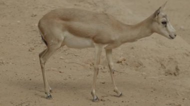 Kumlu çölde yürüyen bir ceylanın yan görüntüsü ince vücudu ve uzun bacakları zarifçe hareket ediyor. Kapalı çerçeve, hayvanların ince fiziğini vurgular..