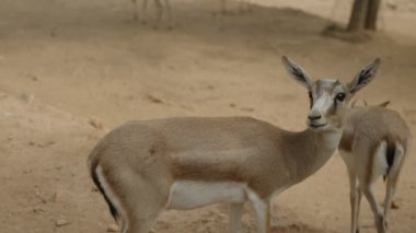 Arka planda başka bir antilop otlarken kumlu zeminde duran genç bir antilobun yakın plan çekimi. Odak noktası doğal ortamındaki zarif hayvan..
