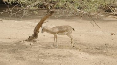 Kuru ve çöl gibi bir ortamda bir antilop kafasını bir ağaç gövdesine sürtüyor. Geniş açı, hayvanla doğal manzara arasındaki etkileşimi yakalar..