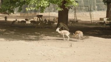 Yarı gölgeli bir çöl ortamında, ağaçların ve uzak ceylanların yanında yürüyen iki ceylan. Hayvanları doğal ortamlarında gösteren geniş bir açıyla çekildi..