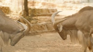 İki büyük boynuzlu hayvan kafa kafaya çarpışır ve boynuzları çarpışmaya kilitlenir. Arka planda, doğal ve vahşi ayara eklenen taştan bir duvar yer alıyor..