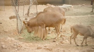 Yerden yemek yiyen bir grup dağ keçisi var. Bir keçinin başı eğilmiş, otluyor, diğerleri de yakınlarda duruyor. Arkasında çit olan kuru, tozlu bir ortam..