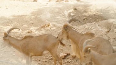 Uzun, kıvrımlı boynuzları olan iki dağ keçisi tozlu, kuru zeminde yan yana yürüyor. Sahne açık ve kayalık bir alanda, parlak güneş ışığı altında çekilmiştir..