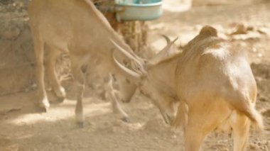 Kuru, tozlu bir zeminde iki genç dağ keçisi şakacı bir şekilde boynuzlarını vuruyor. Keçiler dostça bir etkileşim içindeler. Yumuşak güneş ışığı altında dinamik bir an yaratıyorlar..