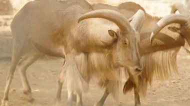 İki dağ keçisi yakın plan çekimde kavga ediyor, ikisi de kafa kafaya bir yarışmaya katılıyor. Güçlü boynuzları belirgin bir şekilde görünür ve kuru, tozlu zemin onları sarar..