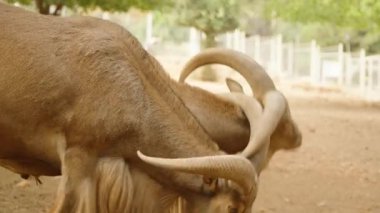 Kuru zeminde otlayan bir çift dağ keçisi, altlarındaki pisliğe odaklanıyorlar. Sahneye büyük, kıvrımlı boynuzları hakim olurken, her iki hayvan da sakin görünüyor..