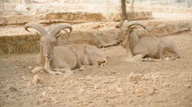 Kuru zeminde dinlenen iki büyük boynuzlu hayvan, devasa kıvrımlı boynuzları belirgin şekilde sergileniyordu. Arka plan taş oluşumlarını gösteriyor ve hayvanlar doğal ortamlarında sakin ve rahat görünüyorlar..