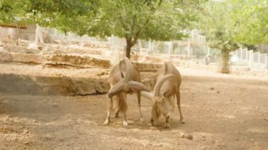 Büyük boynuzları olan iki erkek dağ keçisi muhtemelen oyun ya da rekabete giriştiler. Sahne, arka planda ağaçlar olan kuru ve açık bir alanda geçiyor..