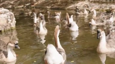 Büyük bir kaz sürüsü bir gölette birlikte yüzer, vücutları sakin suda senkronize hareket eder. Suyun kenarında kayalar ve doğal elementlerle çevrili bölge kırsaldır..