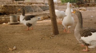 Beyaz ve gri kazlar da dahil olmak üzere birkaç kaz, kuru ve topraksı topraklarda yürürken arkalarından görülür. Sahne dışarıda, ağaçlarla çevrili ve arka planda kırsal bir ortam var..