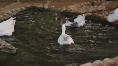 Birkaç kazın taşlarla çevrili küçük bir gölette yüzdüğü görülüyor. Kazlar gri ve beyaz karışımı, kırsal bir ortamda canlı bir yaban hayatı yaratıyorlar..