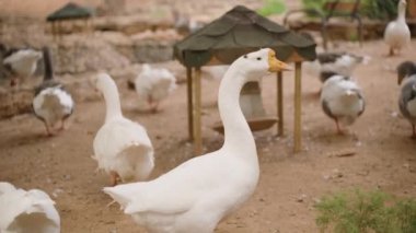 Büyük beyaz bir kaz, arka planda diğer kazlarla çevrili bir açık hava muhafazasının ön planında belirgin bir şekilde duruyor. Toprak kuru, yanında bir beslenme yapısı var..