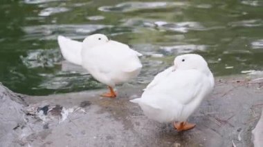 Üç beyaz ördek göletin kenarında dinleniyor, vücutları hafifçe kabarık. Sakin su çevreyi yansıtır, sakin ve sakin bir açık hava manzarası yaratır..