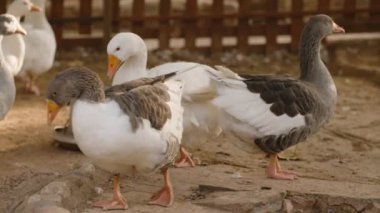 Gri ve beyaz bir kaz beslenme alanının yanında, tetikte bekliyor. Çevre alanı tozlu, yakınlardaki diğer kazlar ise sakin ve açık bir alan..
