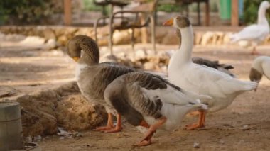 Gri ve beyaz renkli küçük bir kaz sürüsü açık havada bir arada duruyor. Kazlar rahat, yerde dağınık tüyler ve arka planda kırsal bir çevre var..