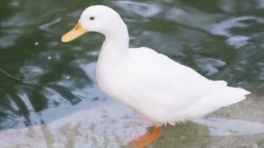 Beyaz bir ördek su kenarında duruyor, turuncu ayakları ve parlak tüyleriyle çelişen gagası. Su, bu sakin açık hava sahnesinde ışığı hafifçe yansıtıyor..