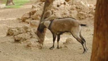 Boynuzlu bir keçi kuru, kayalık bir duvarda kafasını ağaca sürtüyor. Arka plan engebeli, doğal araziyi gösteriyor. Keçinin vahşi davranışını yakalıyor..