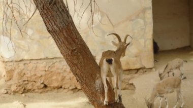 Boynuzlu bir hayvan, bir ağaç gövdesinin üzerinde durur ve aşağıdaki otlayan diğer iki hayvana bakar. Arka plan taştan bir duvar ve kuru bir zemin gösteriyor..