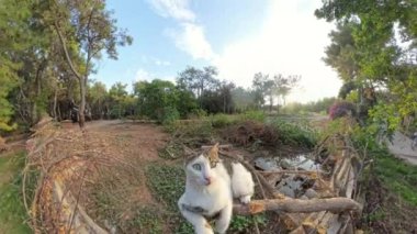 Beyaz ve tekir işaretli bir kedi dikenli tellerin üzerinde oturur ve doğrudan kameraya bakar. Geniş açı, ağaçlar, çalılar ve küçük bir su birikintisi de dahil olmak üzere çevredeki kırsal araziyi yakalar.