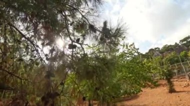 Çam ağacının dallarından kaçan bir sincabın sahnesi. Biri ona uzanırken. Ağacın yoğun yeşil iğneleri odak noktasındayken güneş dalların arasından parlıyor..