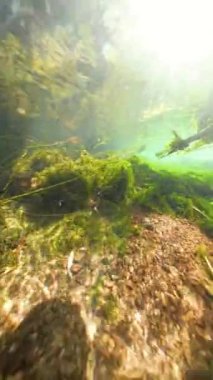 Dikey video. Sualtı sahnesi, suda süzülen güneş ışığını yakalıyor, yosun kaplı kaya ve dalları aydınlatıyor, nehir yatağı ekosisteminin sakin ve canlı bir görüntüsünü yaratıyor..