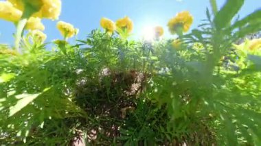 Çiçek tarlasının içinden, parlak güneşe karşı canlı sarı çiçeklere bakarak, yemyeşil yapraklar sahneyi doldurarak, etkileyici ve dinamik bir perspektif yaratıyor..