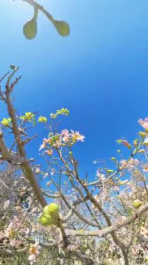 Dikey video. Çiçek açmış pembe bir çiçeğin yakın çekimi, parlak mavi bir gökyüzüne karşı, çevreleyen çiçekler ve dallar açık havada narin taç yapraklarını çerçeveliyor..
