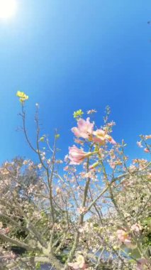 Dikey video. Pembe çiçeklerle dolu çiçek açan bir ağacın manzarası, açık bir bahçedeki canlı renklerin ve baharın güzelliğini yansıtan açık mavi gökyüzü..