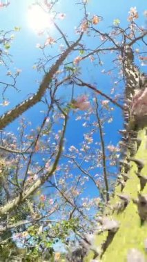Dikey video. Sivri uçlu İpek Ağacı gövdesinin yakın bir görüntüsü, narin pembe çiçeklerle çevrili, parlak güneş ışığı dalların arasından süzülüyor parlak mavi gökyüzüne karşı.