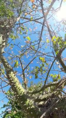 Dikey video. Kamera, İpek Ağacı gövdesinin keskin dikenlerini yakalar. Pembe çiçeklerle dolu, canlı mavi bir gökyüzü ve parlak bir güneş ışığı tarafından çerçevelenmiş, çiçek açan dallara götürür..