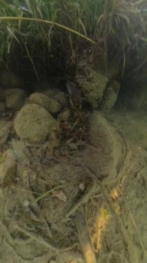 Dikey video. Kamera su altı bitkilerinde hareket eden bir yılan balığı yakalar. Güneş ışığı suyu süzerken, kumlu zemini aydınlatır ve hareketli, dinamik bir sahne yaratır..