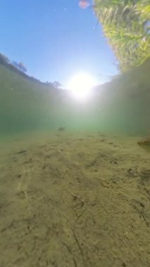 Dikey video. Bir sualtı sahnesi, gölün kumlu tabanını rahatsız ederken arkasında bir tortu bulutu bırakarak hızla yüzen bir sazan balığı yakalar ve güneş ışığı suyun içinden süzülür..