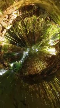Dikey video. Yoğun bir bambu ormanından akan bir derenin alçak açılı görüntüsü, yumuşak güneş ışığı gölgelikten akıyor ve sudan yansıyor, sessiz, doğal bir anı yakalıyor..