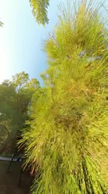 Dikey video. Kamera yoğun çam dallarının arasından yukarıya doğru hareket eder, güneş ışığını yakalar yeşil iğnelerin arasından süzülür, orman tepe örtüsünün sakin ve derin bir görüntüsünü yaratır..