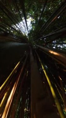 Dikey video. Kamera, koyu, yoğun bambu çalılıklarında ilerler. Yaprakları kıran ışık bacalarını yakalar. Derin gölgeler ve ara sıra güneş ışığı arasında bir zıtlık yaratır..