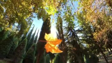 Canlı bir sonbahar yaprağı güneş ışığıyla benekli ormanda yavaşça iniyor, yere doğru zarif yolculuğunu takip eden kamera, düşüşün sükunetini ve güzelliğini somutlaştırıyor..