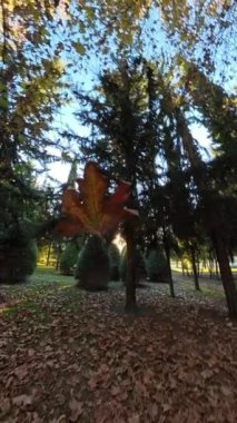 Dikey video. Bir kadın, düşen bir sonbahar yaprağını yakalamak için uzanır. Sıcak güneş ışığıyla aydınlatılır. Sonbaharın güzelliğini yakalar ve sakin bir ormanda doğayla bir bağ kurar..