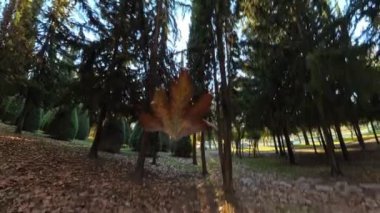 Aydınlatılmış bir sonbahar yaprağı yavaşça orman zeminine iner. Hafifçe düşüşünü izleyen kamera, sonbaharın dingin güzelliğini ve ışıl ışıl ışık ve ılık renklerde huzurlu yolculuğu yakalar..