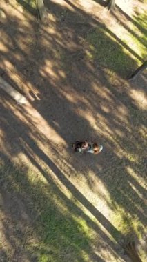 Dikey video. Bir erkek ve kadının ağaçların arasından süzülen güneş ışığı doğayla barışçıl bir bağ kurarken uzun gölgeler bırakarak ormanda yürürken çekilmiş bir uzaktan kumandalı hava aracı görüntüsü..