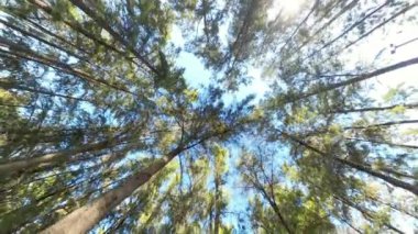 Gökyüzüne doğru uzanan uzun ağaçların olduğu bir orman gölgesine bakmak, doğada bir huşu ve dallanma hissi uyandırıyor, güneş ışığı dalları delip geçiyor..