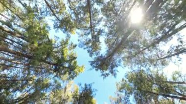 Ormanın tepesinde yükselen uzun ağaçlar, dalları mavi gökyüzüne doğru yayılmış, huzurlu ve sessiz bir ortamda doğanın yüksekliğini ve ihtişamını vurguluyor..