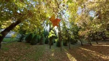 Düşen yaprakların arasına düşen bir sonbahar yaprağı düşer. Güneş ışığı yükselen ağaçların arasından süzülür, dingin ve güzel bir sonbahar sahnesi yaratır..