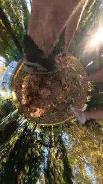 Dikey video. Çarpık, küresel bir manzara, bir erkek ve bir kadın birlikte yürürken, sonbahar yaprakları ve canlı yapraklarla çevrili dönen bir gezegen izlenimi verir..